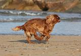 KING CHARLES SPANIEL 071